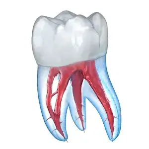 Dental 3D Illustrations app icon