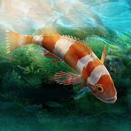 Aquarium Designer app icon