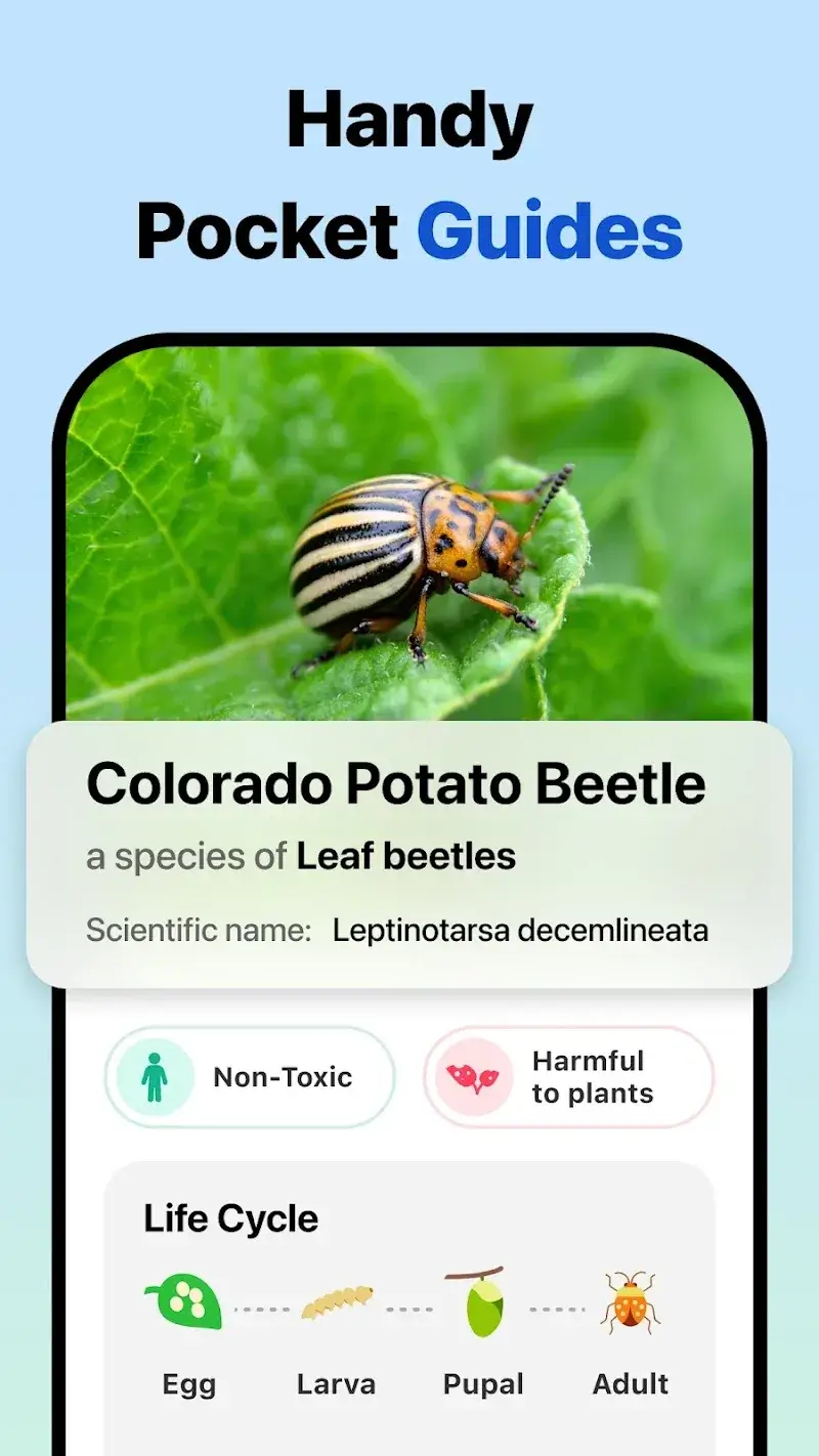 Picture Insect Bug Identifier - screenshot 5